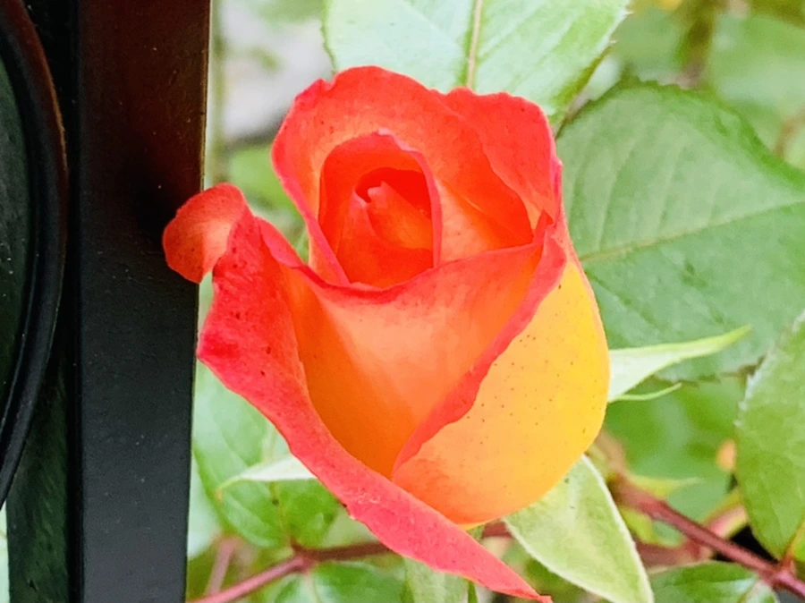 IMG_3291.jpg?type=w966