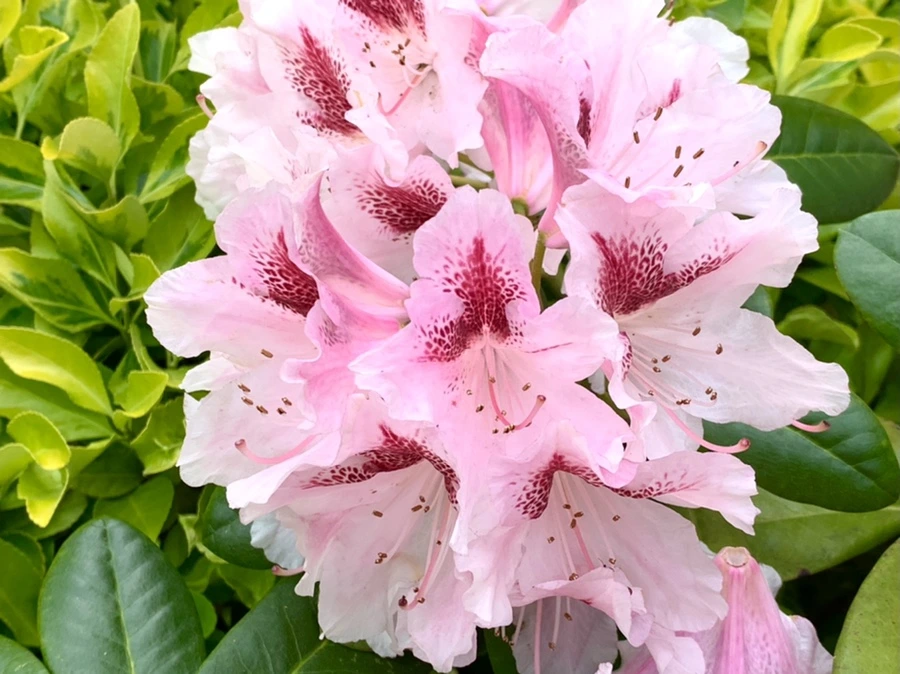 IMG_1472.jpg?type=w966