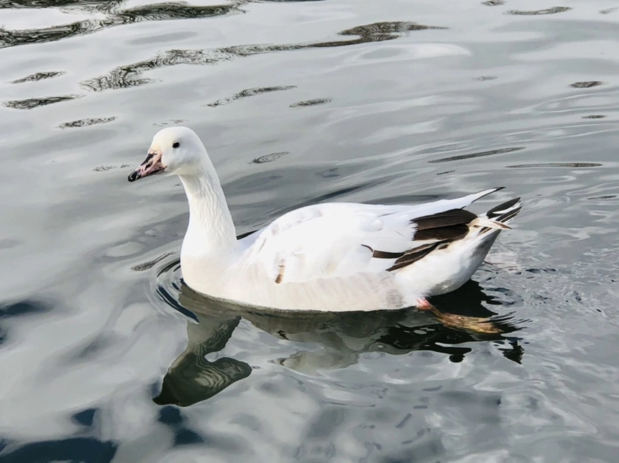 IMG_3533.jpg?type=w966