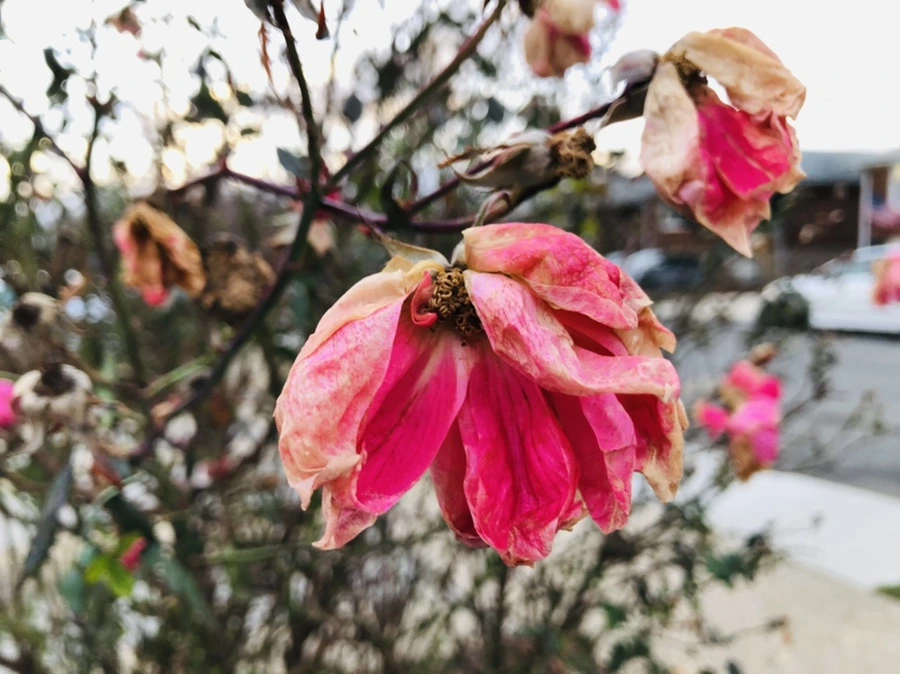 IMG_8200.jpg?type=w966