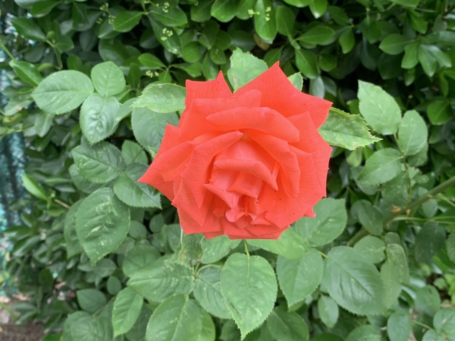 IMG_2279.jpg?type=w966