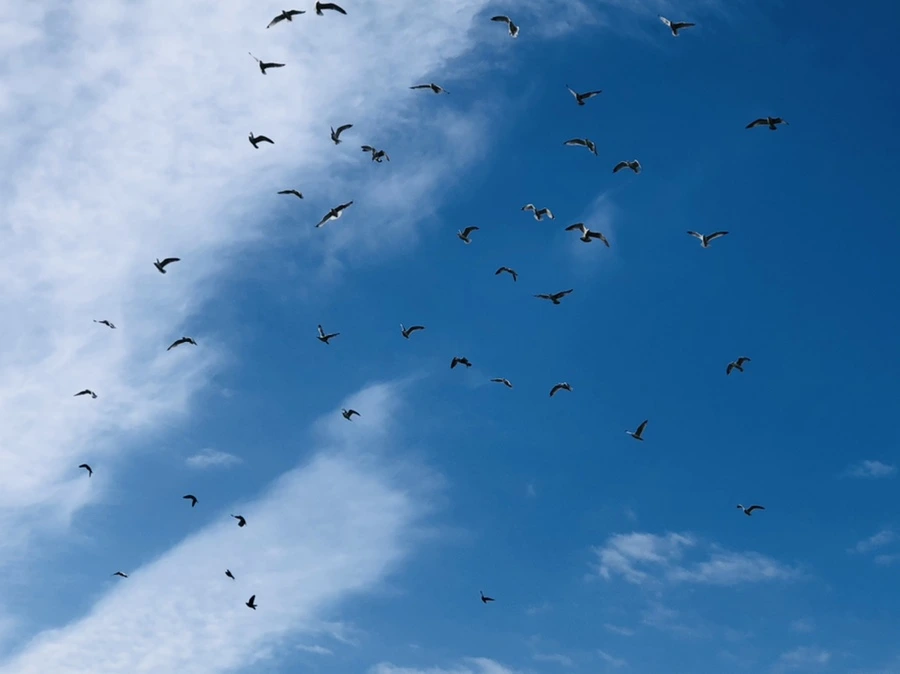 IMG_4717.jpg?type=w966