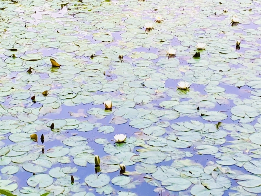 IMG_8255.jpg?type=w966