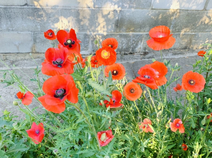 IMG_3319.jpg?type=w966