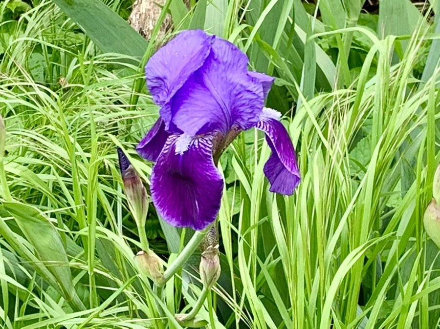 IMG_1003.jpg?type=w966