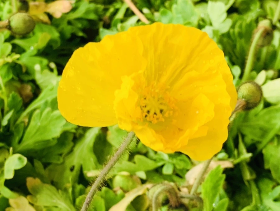 IMG_3984.jpg?type=w966