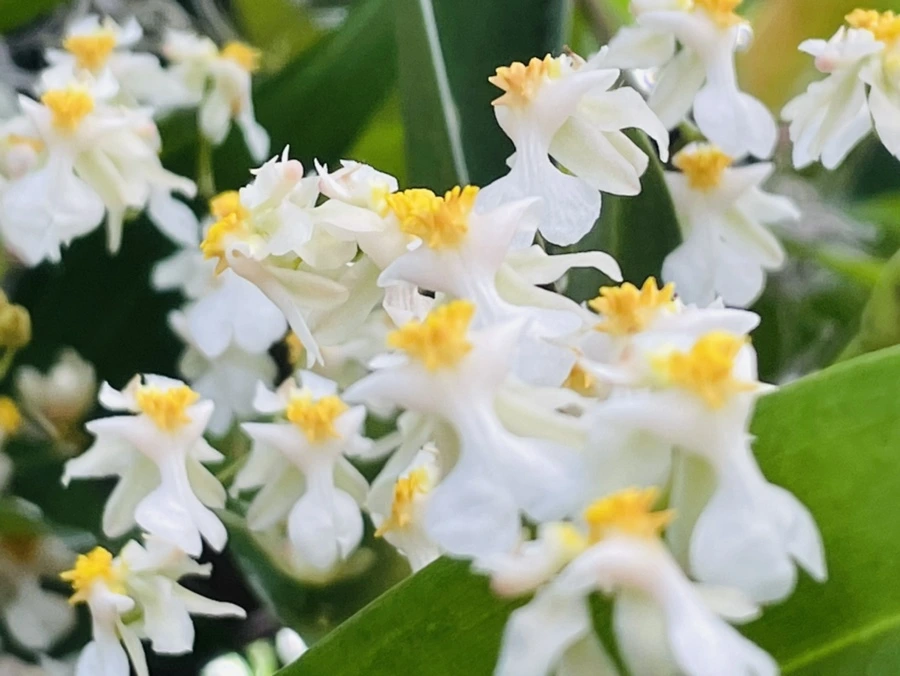 IMG_4453.jpg?type=w966