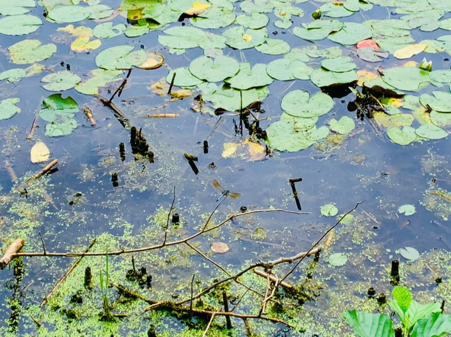 IMG_9098.jpg?type=w966