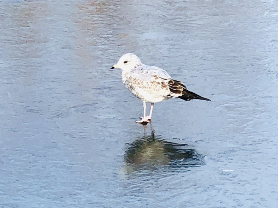 IMG_8477.jpg?type=w966