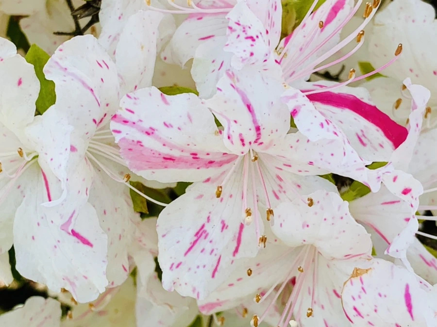 IMG_1072.jpg?type=w966