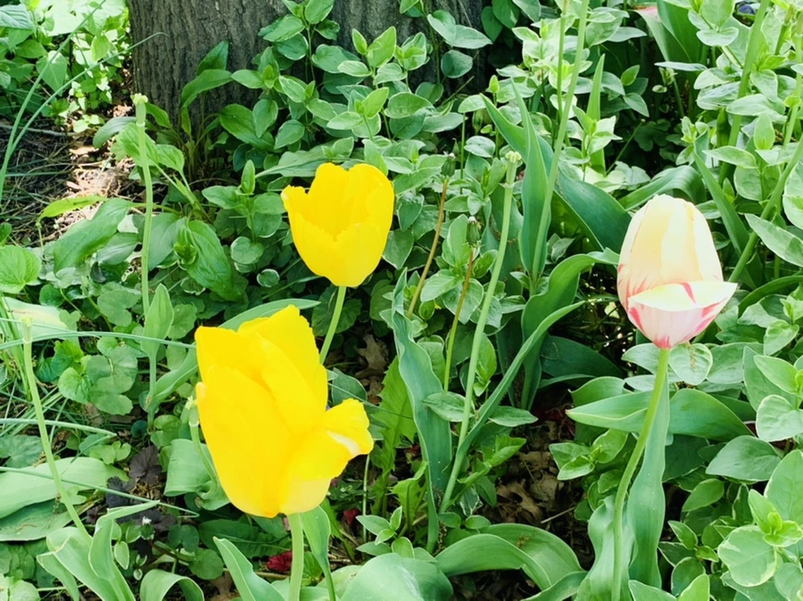 IMG_1376.jpg?type=w966