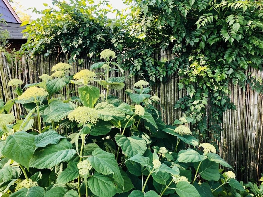 IMG_8654.jpg?type=w966