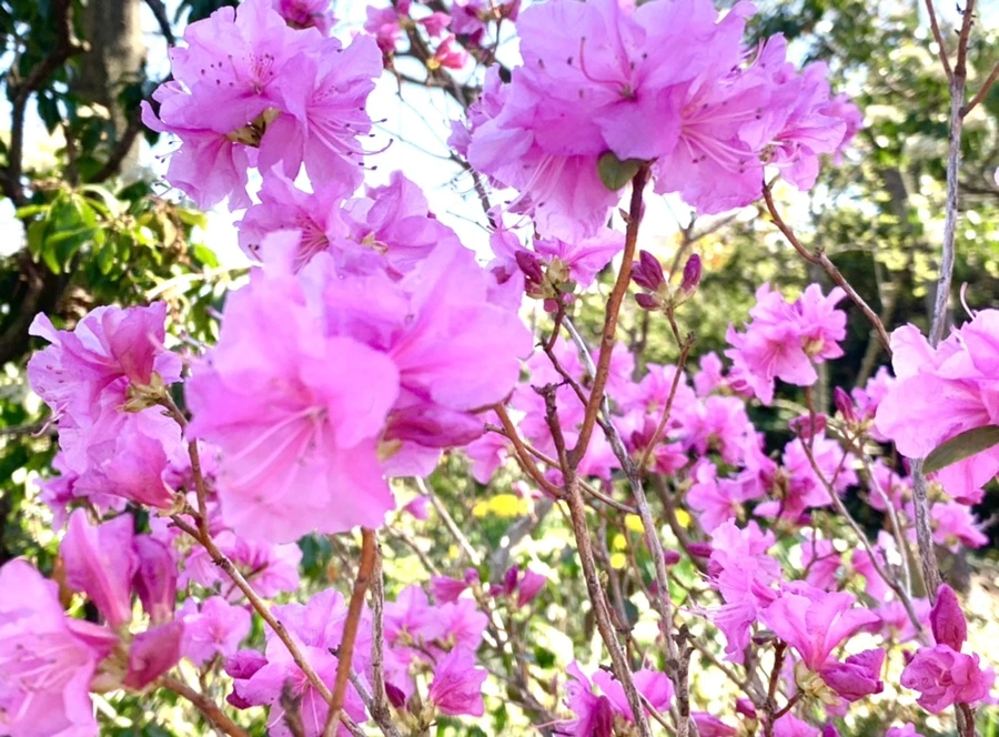 IMG_5649.jpg?type=w966