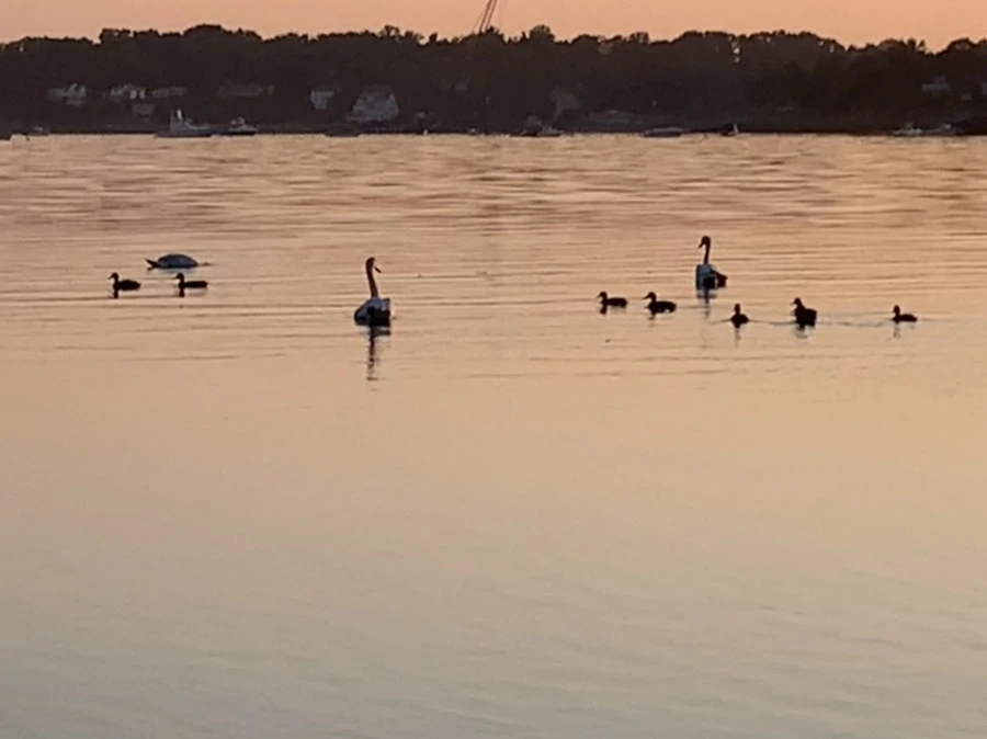 IMG_0192.jpg?type=w966