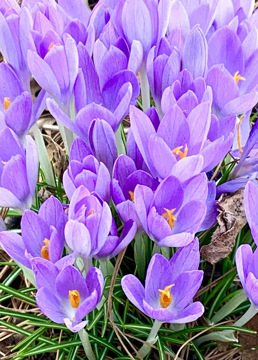 IMG_1260.jpg?type=w966