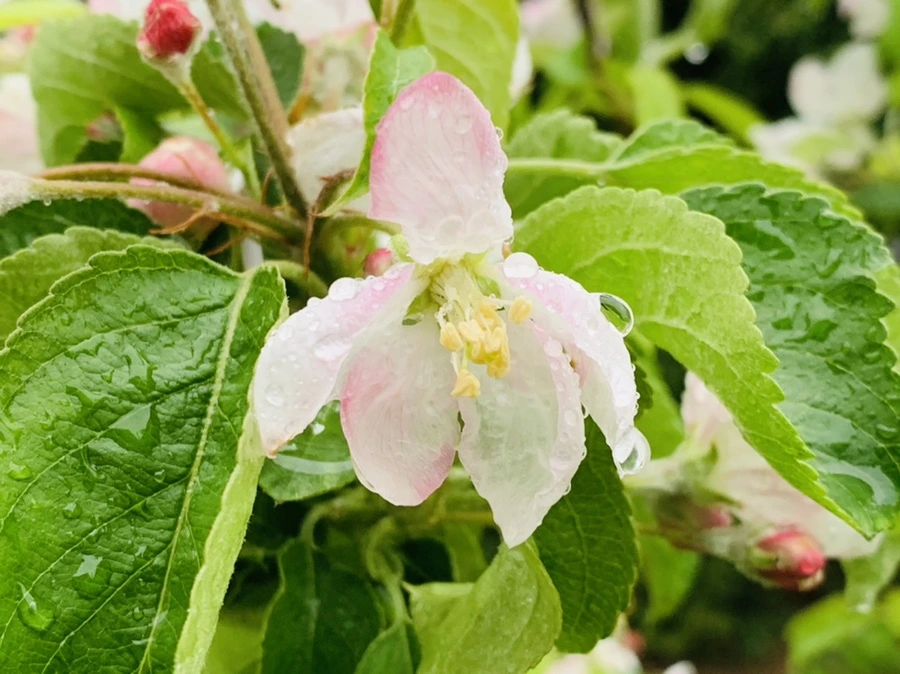 IMG_5301.jpg?type=w966