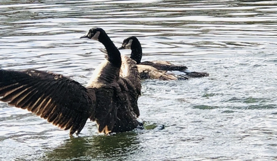 IMG_3605.jpg?type=w966