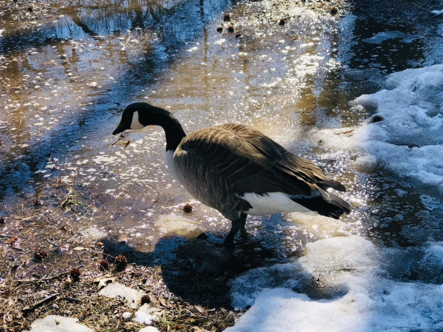 IMG_4537.jpg?type=w966