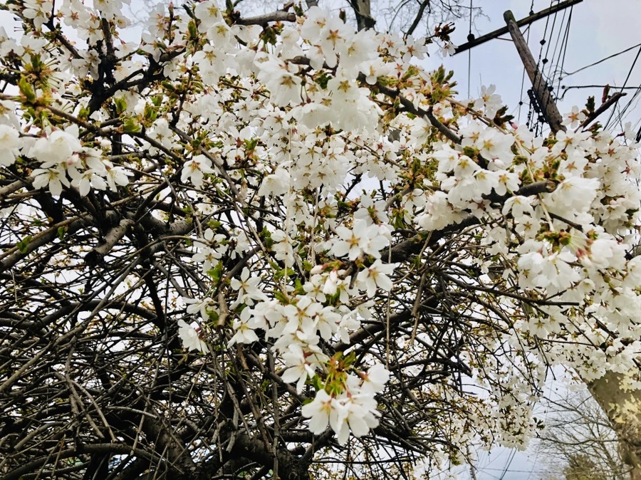 IMG_6716.jpg?type=w966