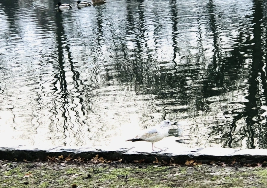 IMG_9128.jpg?type=w966