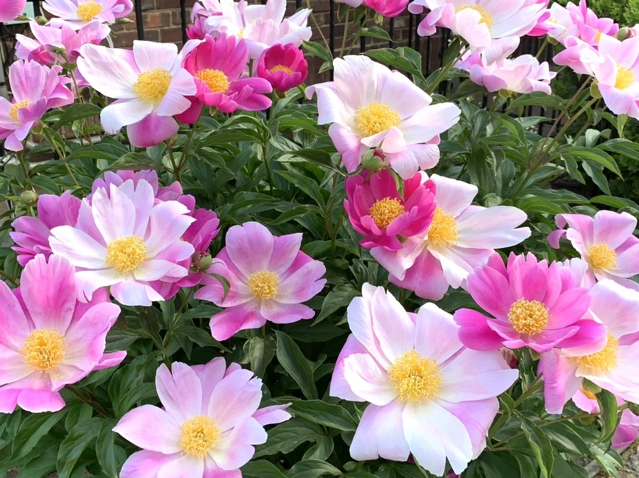 IMG_5648.jpg?type=w966