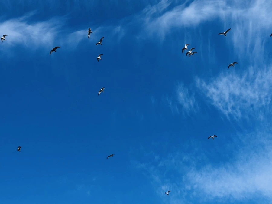 IMG_4727.jpg?type=w966