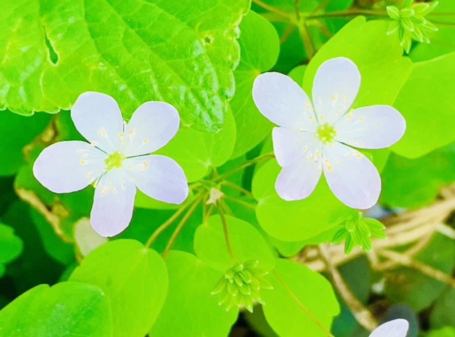 IMG_0585.jpg?type=w966