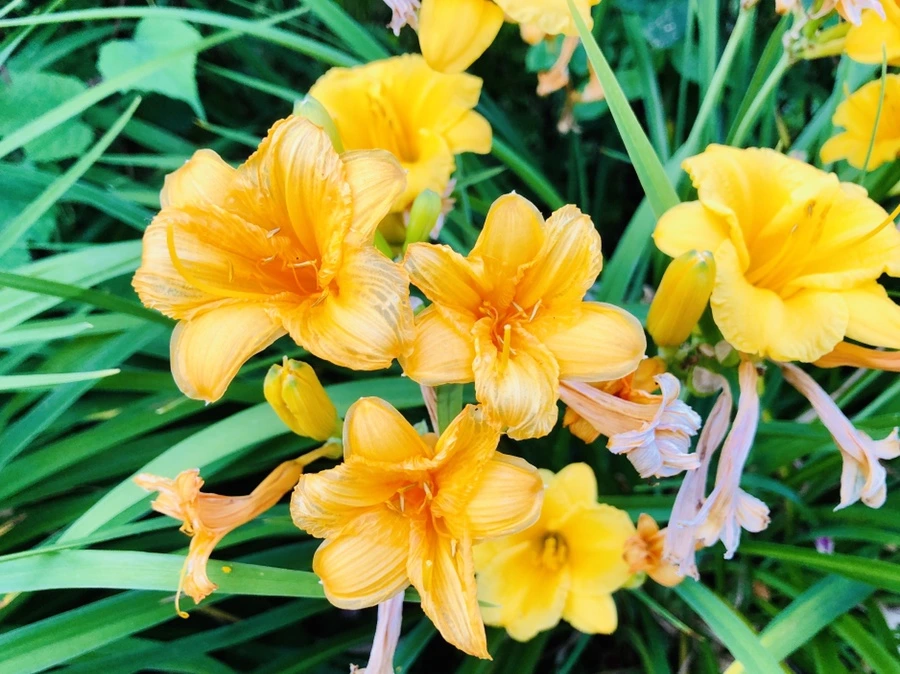 IMG_0309.jpg?type=w966