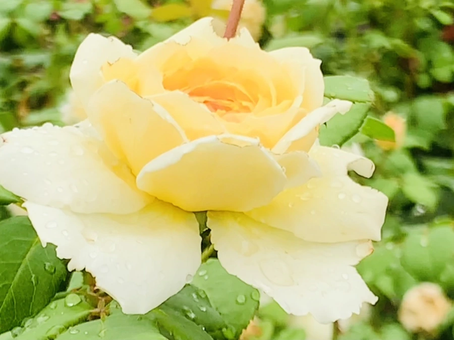 IMG_0959.jpg?type=w966