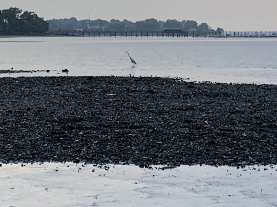 IMG_8191.jpg?type=w966