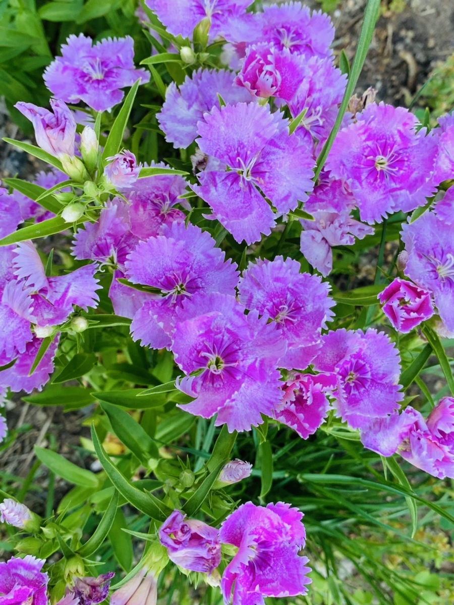 IMG_4051.jpg?type=w966