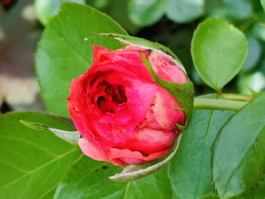 IMG_0556.jpg?type=w966