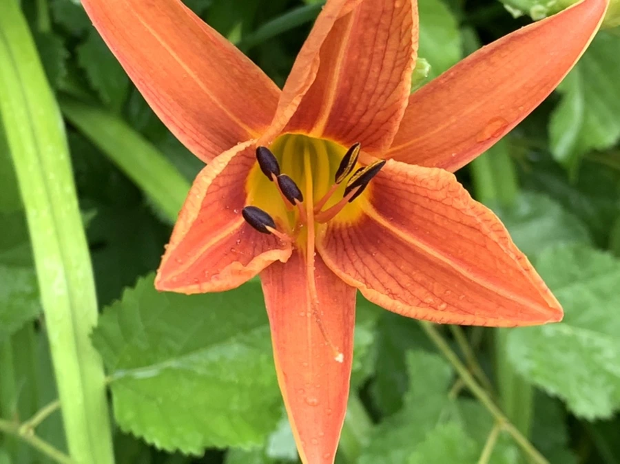 IMG_3602.jpg?type=w966