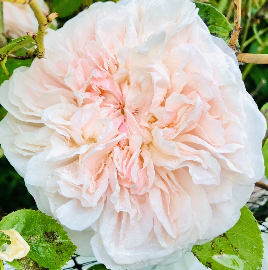 IMG_8022.jpg?type=w966