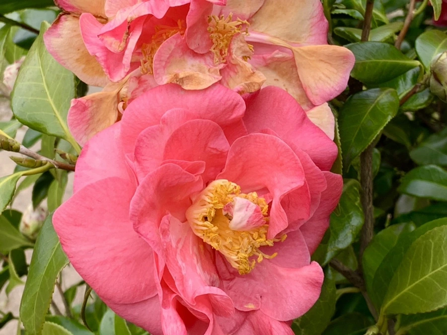 IMG_6658.jpg?type=w966