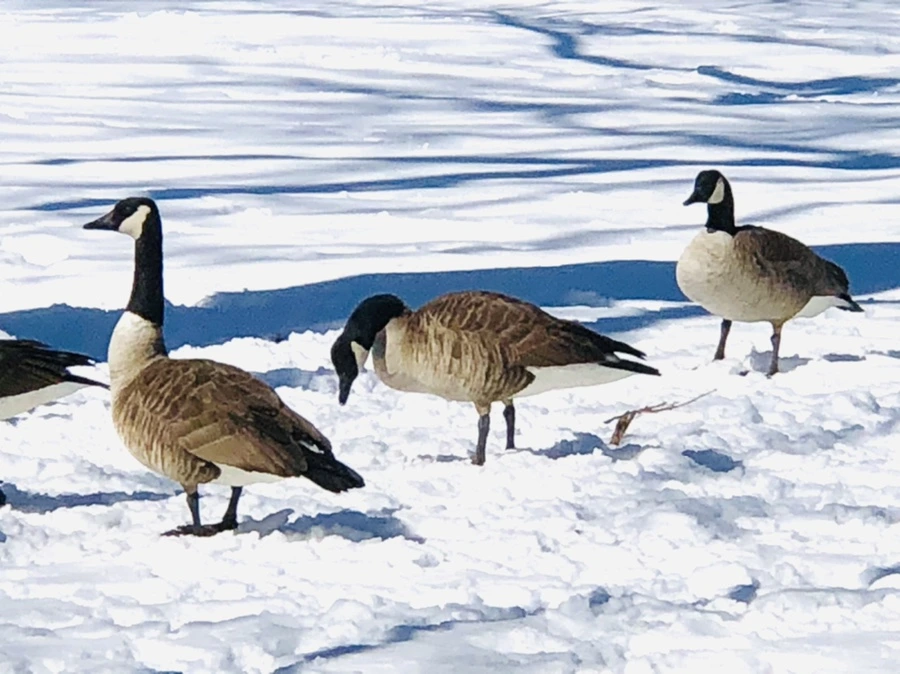 IMG_3969.jpg?type=w966