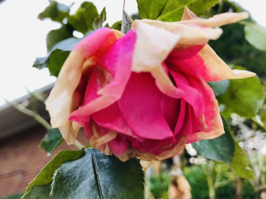 IMG_8183.jpg?type=w966