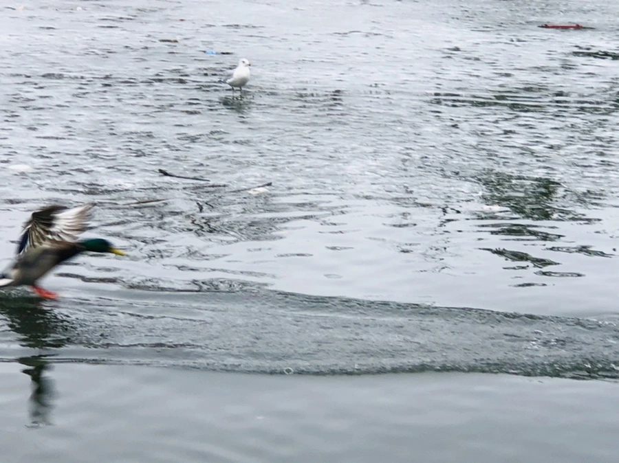 IMG_6199.jpg?type=w966