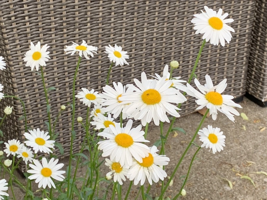 IMG_5512.jpg?type=w966