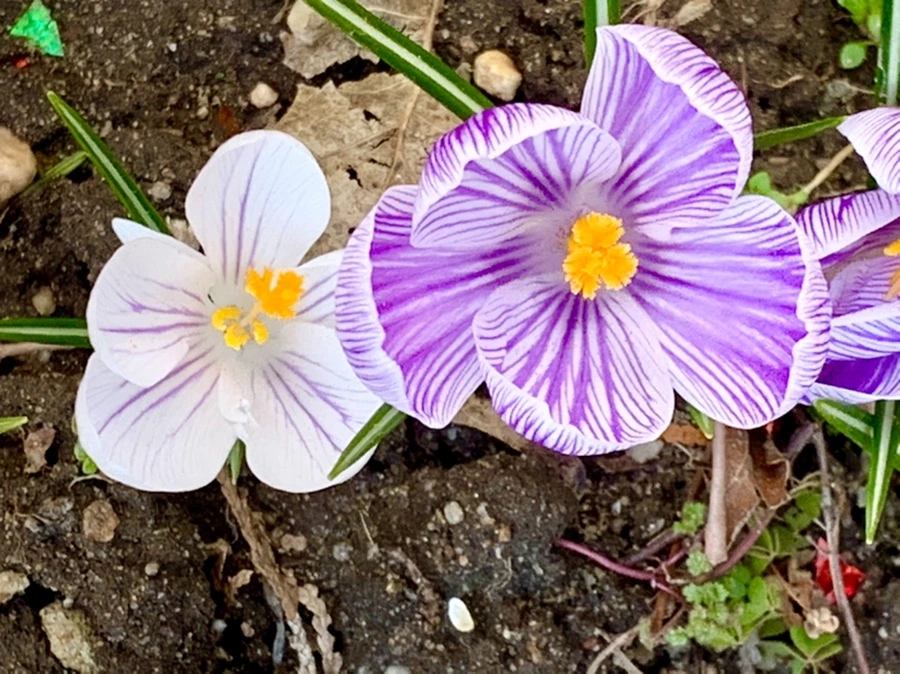 IMG_3130.jpg?type=w966