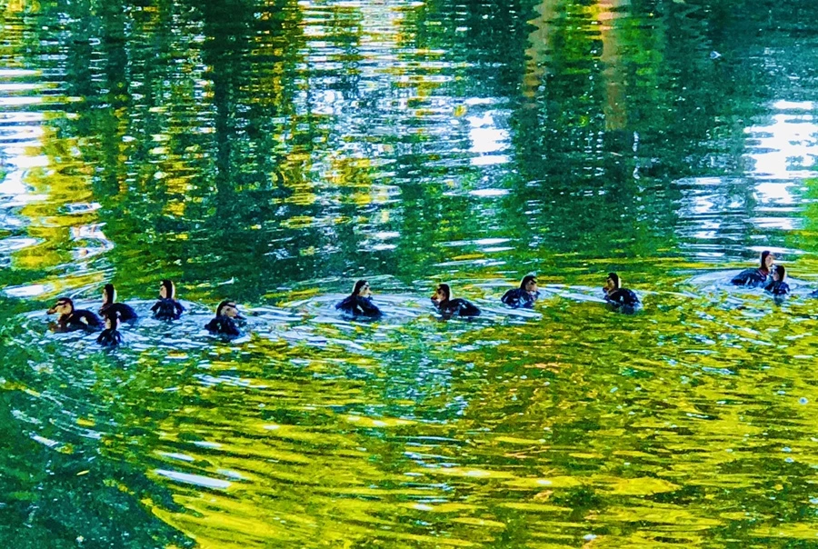 IMG_2586.jpg?type=w966