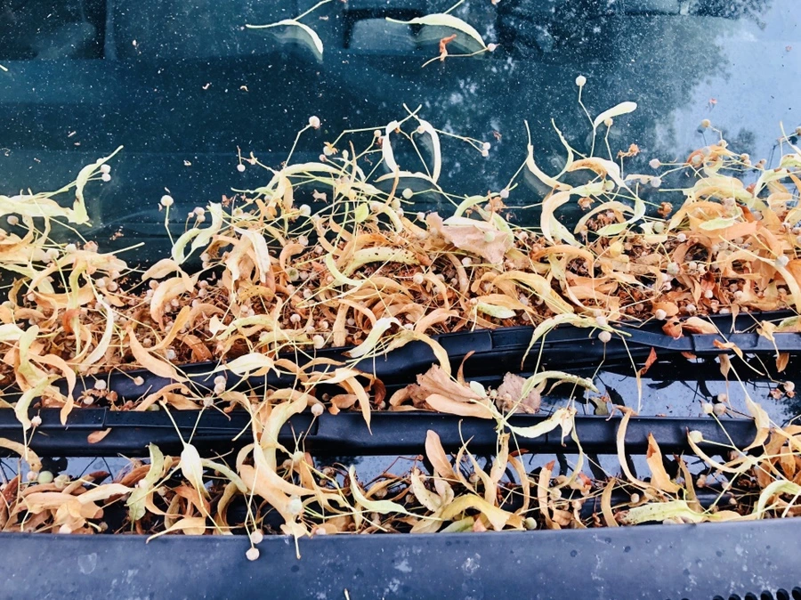 IMG_0938.jpg?type=w966