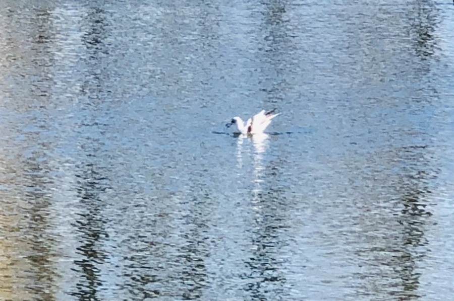 IMG_5564.jpg?type=w966