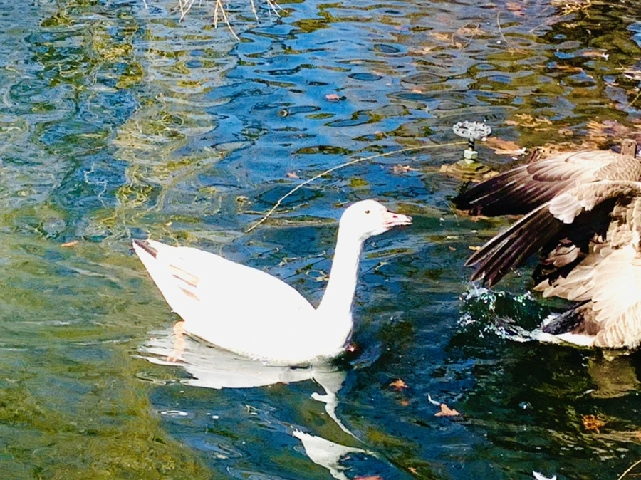 IMG_6926.jpg?type=w966