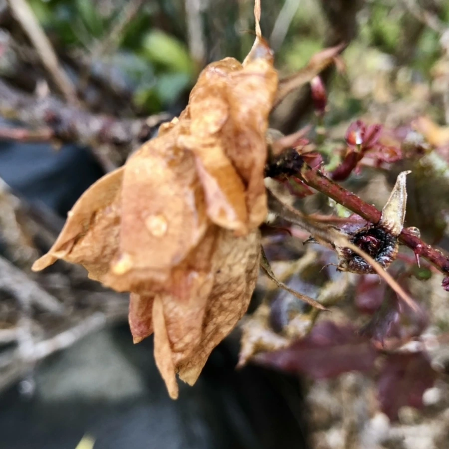 IMG_4584.jpg?type=w966