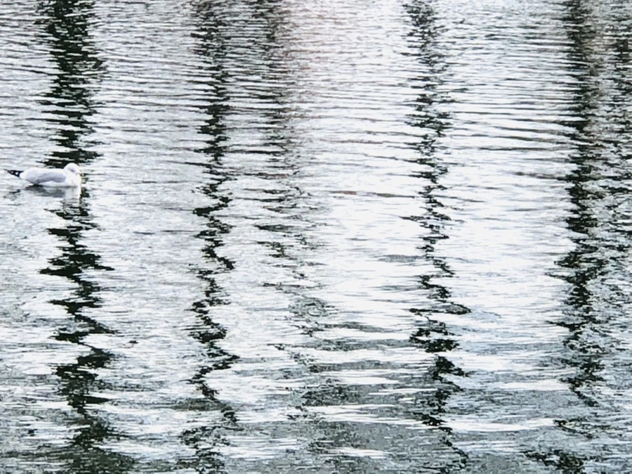 IMG_8739.jpg?type=w966