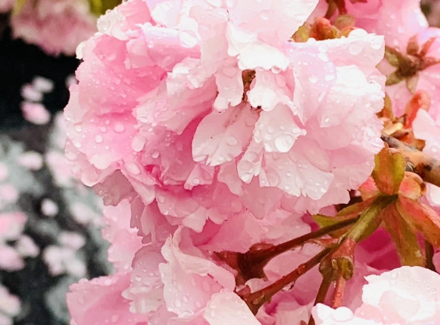 IMG_5274.jpg?type=w966