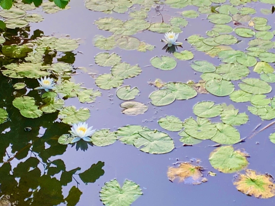 IMG_1072.jpg?type=w966