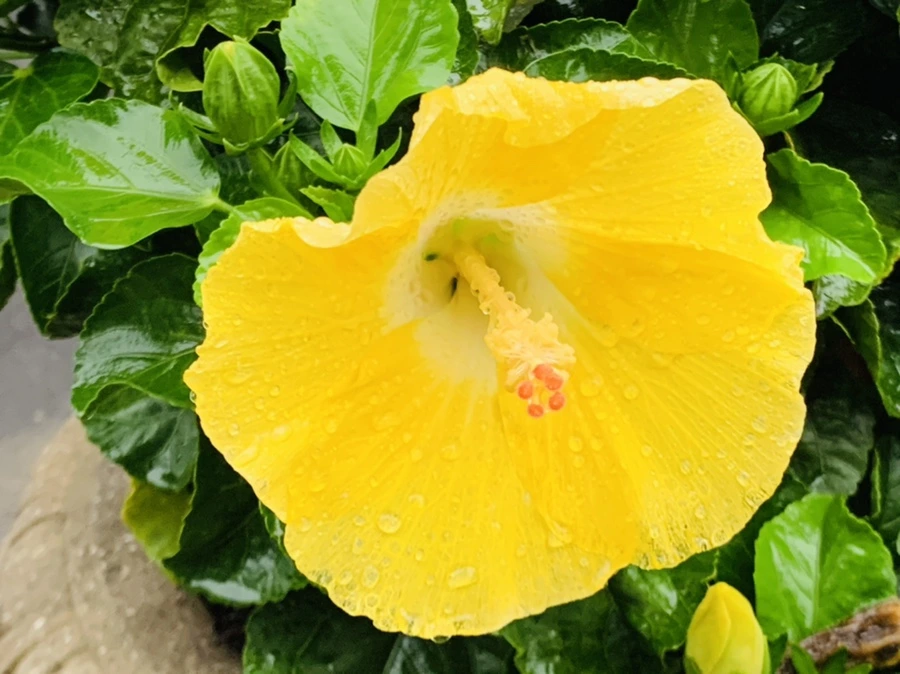 IMG_3634.jpg?type=w966