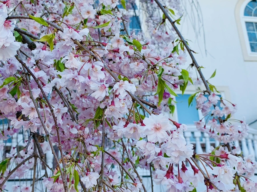 IMG_4887.jpg?type=w966